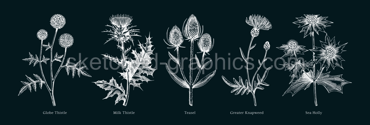 Vector botanical illustrations collection. Decorative thistle plant in sketch style. Hand drawn summer flower sketch. Coast wildflower drawing on chalkboard. Floral design element.  Illustration
